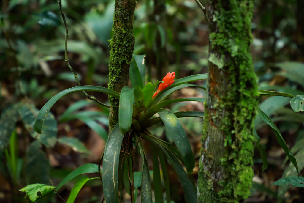 Orquídea dentro do Parque Nacional da Serra do Divisor; local é um dos mais intactos do mundo no interior do Acre. Foto: Pedro Devani/Secom