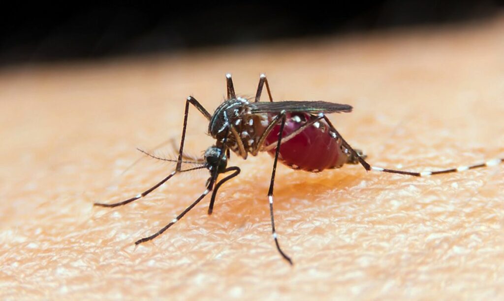 A fêmea do mosquitoAnopheles, infectada pelo microrganismoPlasmodium, é a transmissora da malária. Foto: Agência Brasil