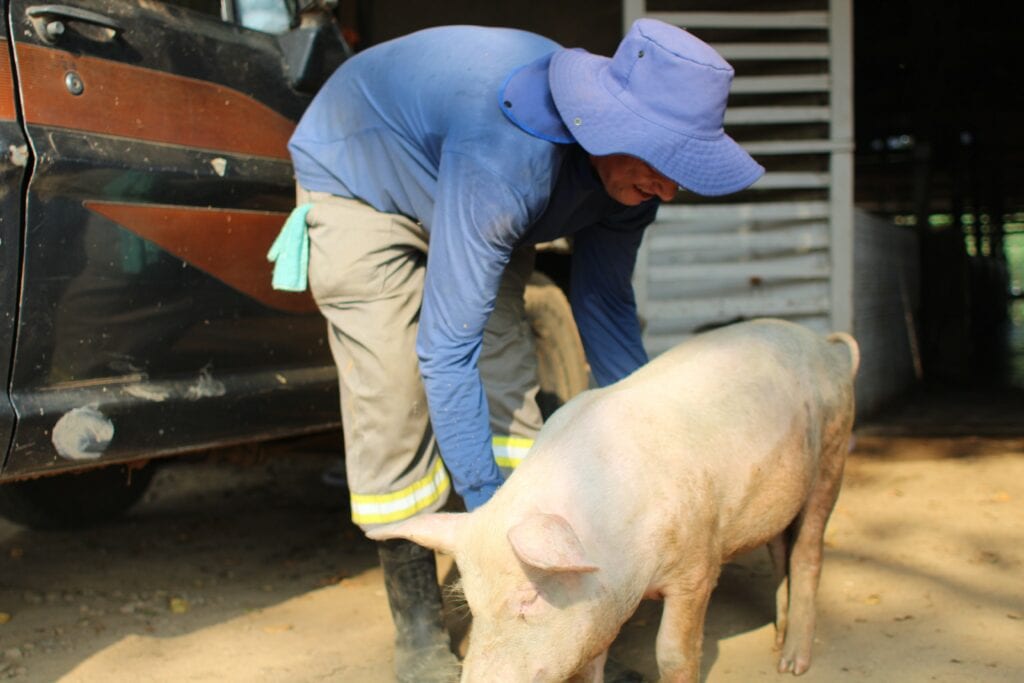 Fazendinha realiza o cultivo de hortaliças e a gestão de granjas de aves, suínos e carneiros. Foto: Clebson Vale/Iapen