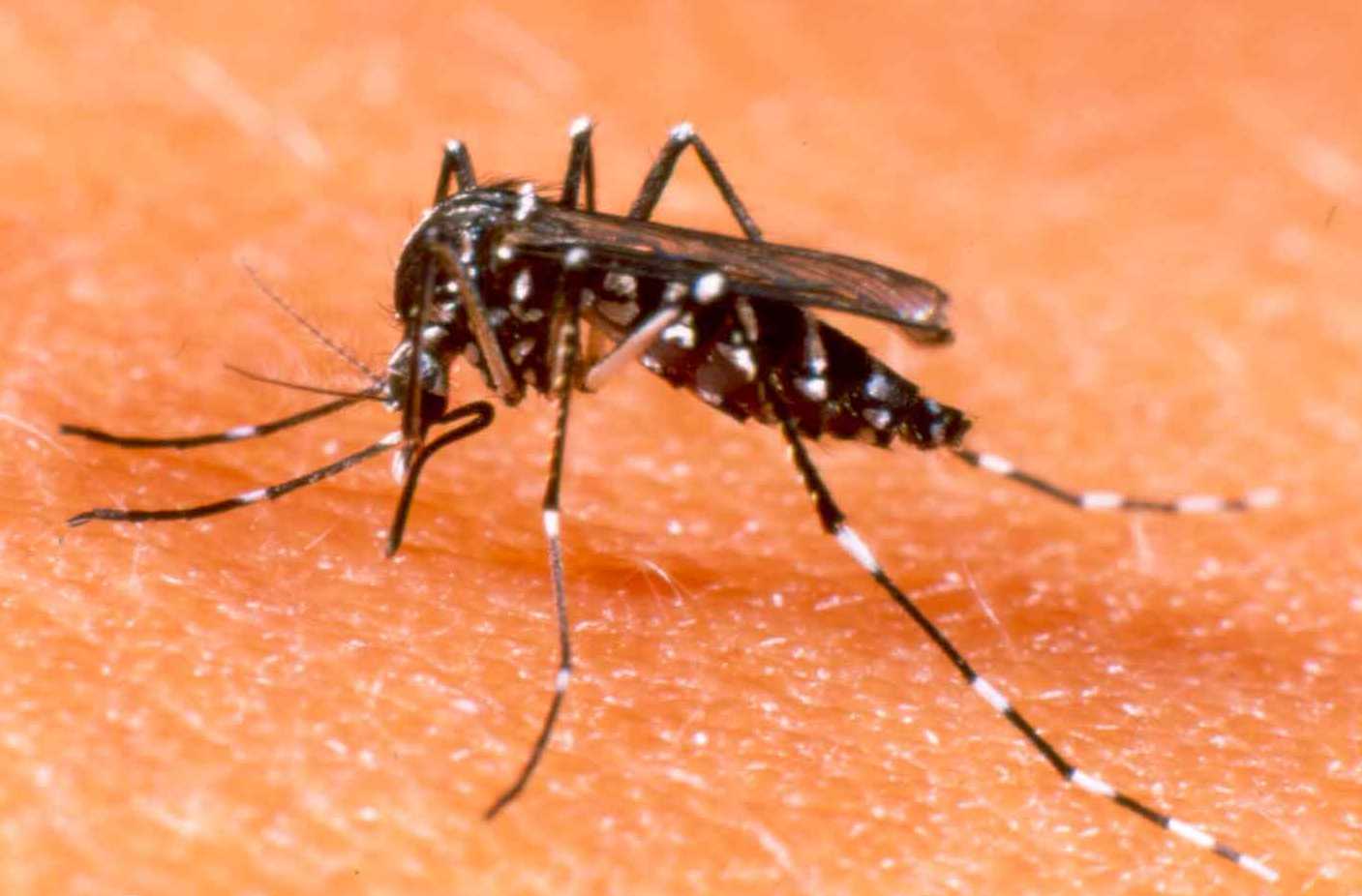 Saúde disponibiliza dados sobre as notificações de dengue no estado