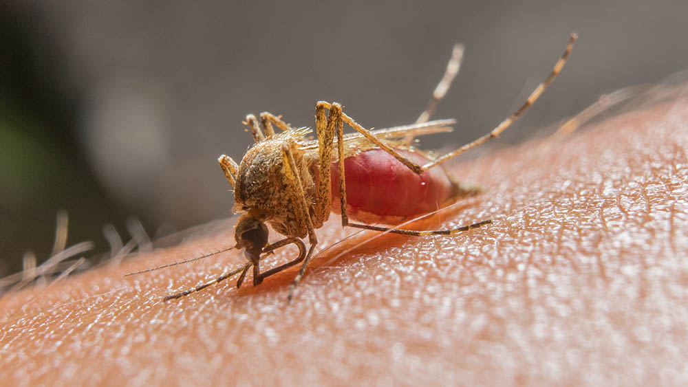 Saúde monitora aumento de casos de malária no Jordão