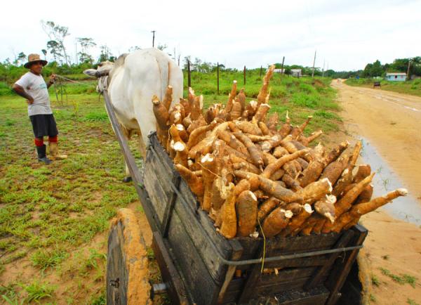 Em Cruzeiro do Sul, governo articula com pequenos produtores o plantio de 60 hectares de mandioca