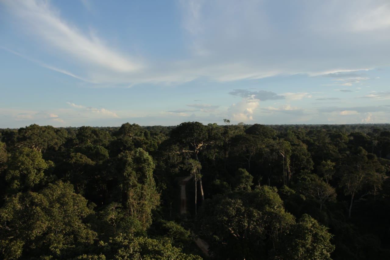 Sema lança edital para composição do Conselho Estadual de Meio Ambiente e Floresta