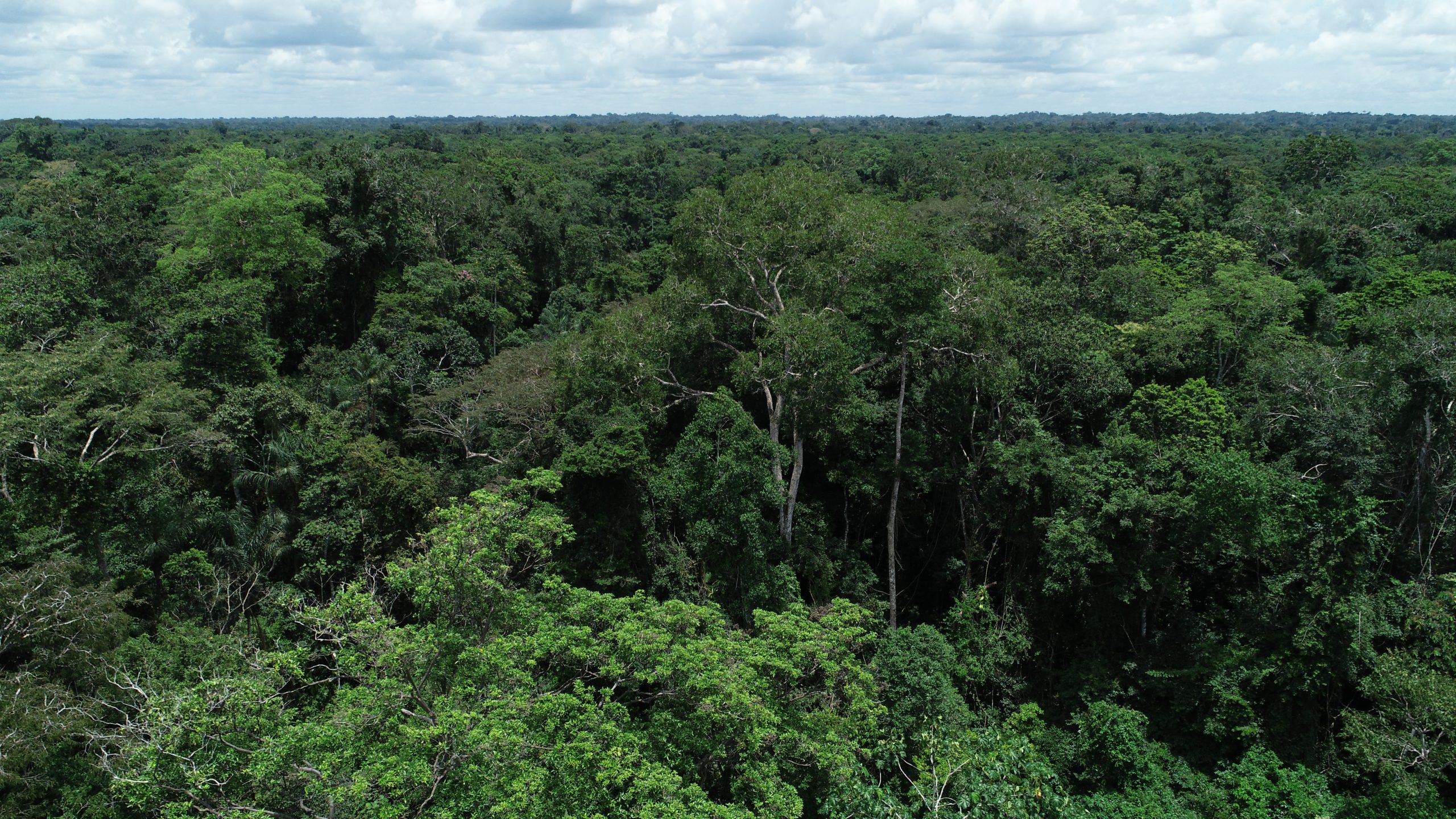 Governo lança consulta pública do Plano Anual de Outorga Florestal 2022