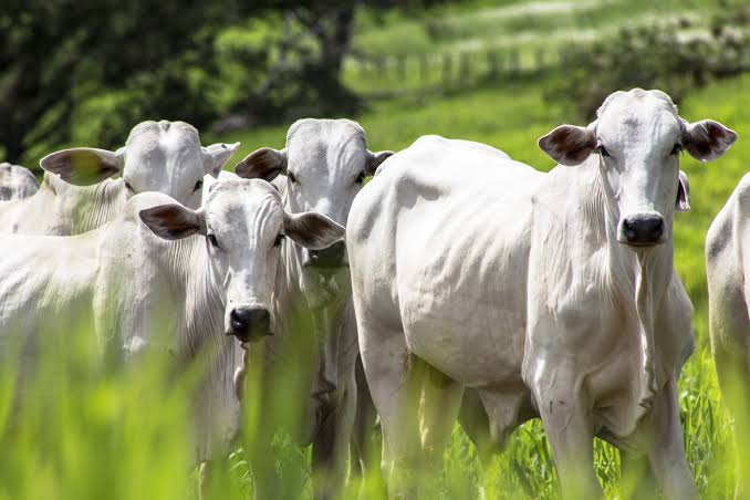Governo reduz base de cálculo do ICMS e tem menor taxação sobre produção bovina