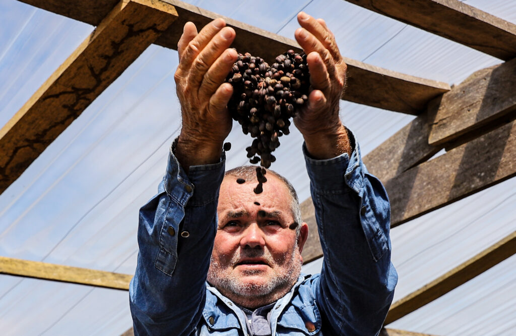 Edno Ferreira, o Dim, é pioneiro na plantação de café em Mâncio Lima. Foto: Marcos Vicentti/Secom
