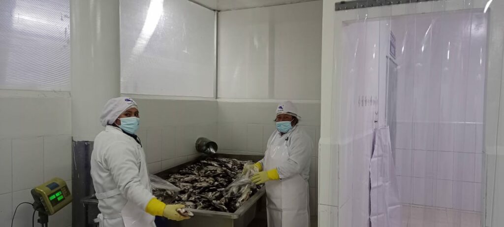 Cooperativas do norte e do sul do lago Titicaca na preparação de trutas almonadas para exportação ao mercado chileno. Foto: Perbra Holding