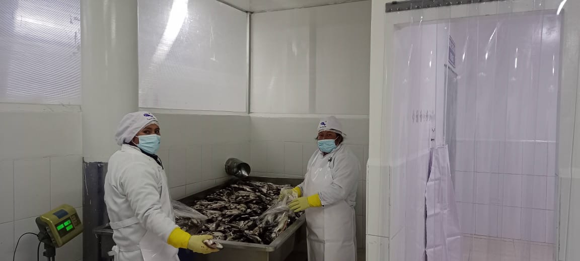 Governo do Acre promove rodadas de negócios para comercializar trutas salmonadas andinas