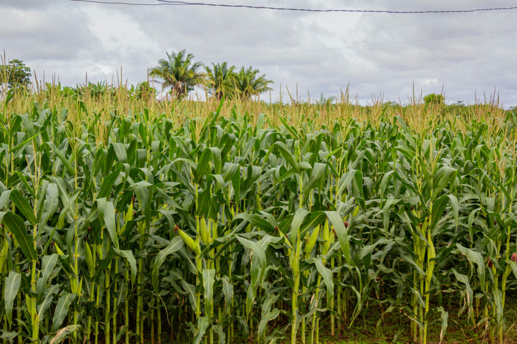 Maioria dos campos de milho e soja concentram-se às margens da Rodovia BR-317, na região dos vales do Baixo e Alto Acre. Foto: José Caminha/Secom