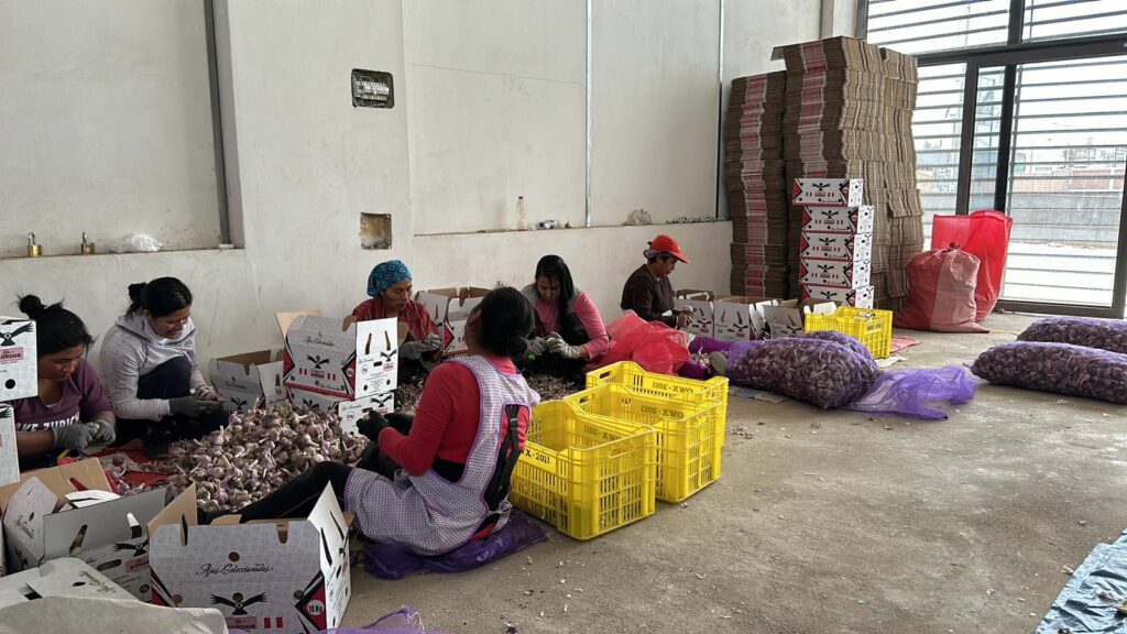 Trabalhadoras realizam, em Arequipa, a seleção do alho que vem para o Acre, pela primeira vez em tamanhos 8 e 9. Foto: Assessoria Perbra Holding