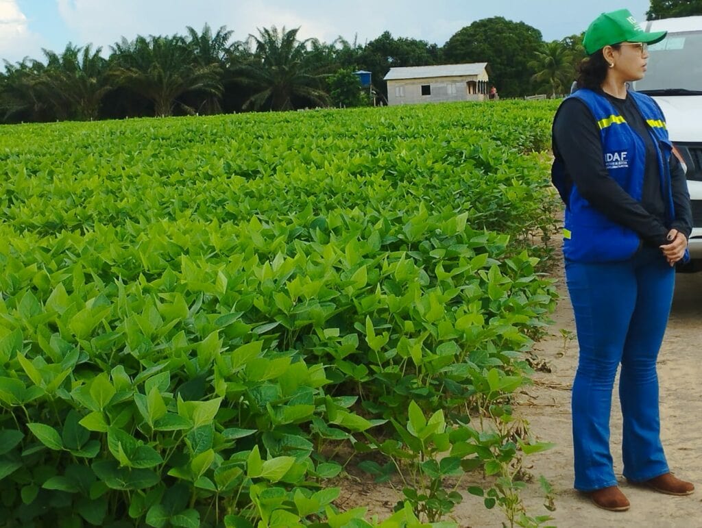 Estudos técnicos indicam produtividade próxima a 70%, quando comparadas em áreas tratadas e não tratadas com fungicidas.  Idaf solicita que produtores fiquem atentos a mudanças no calendário de cultivo. Foto: cedida