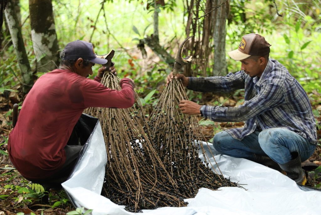 Cultivo e produção do açaí são atividades passadas de pai para filho. Foto: Marcos Vicentti/Secom