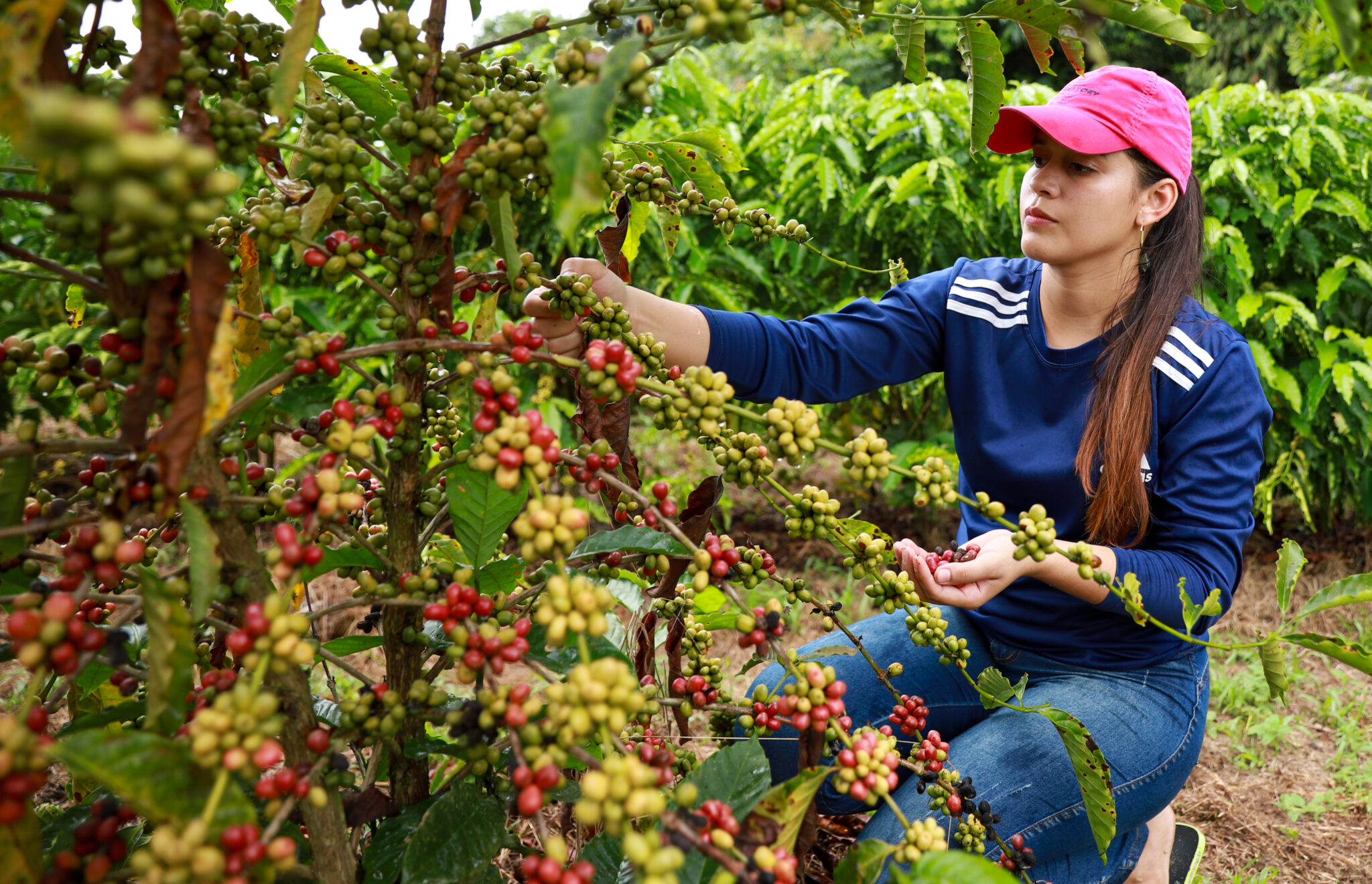 Plantio do café cresce e fortalece a economia e a agricultura familiar no Acre