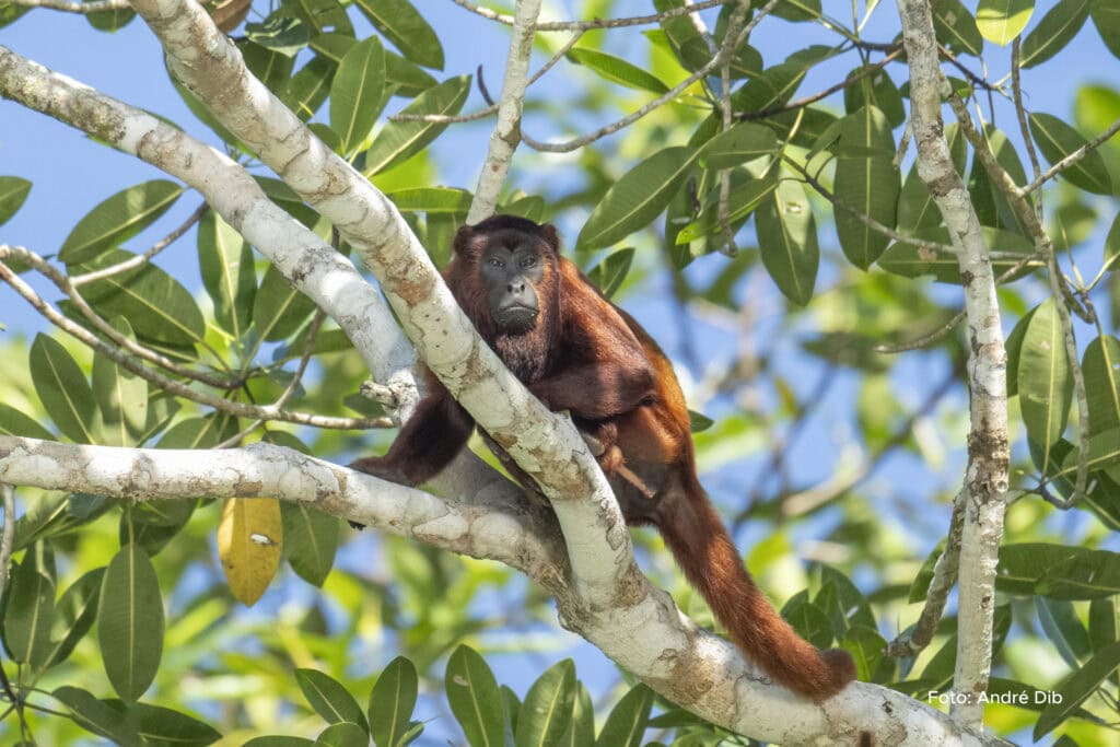 O Acre faz parte da Amazônia e tem rica biodiversidade. Foto:André Dib