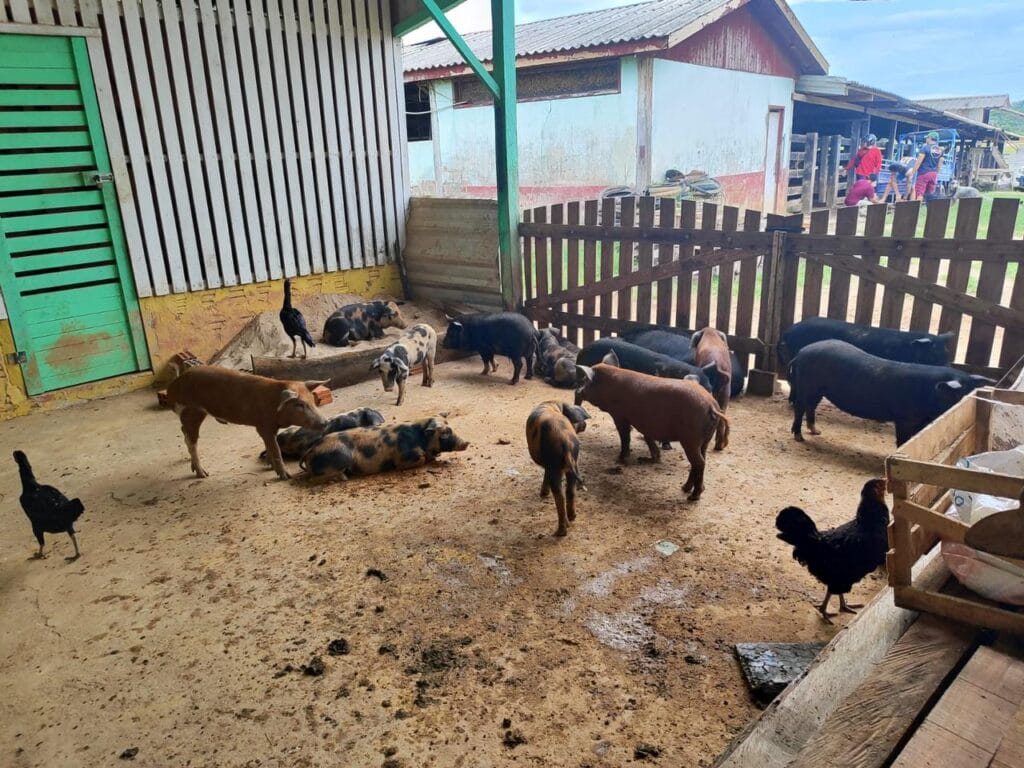 É importante que o produtor esteja atento às normas e prazos estabelecidos pelo órgão responsável para evitar multas e garantir a saúde do rebanho e a segurança sanitária do estado. Foto: cedida