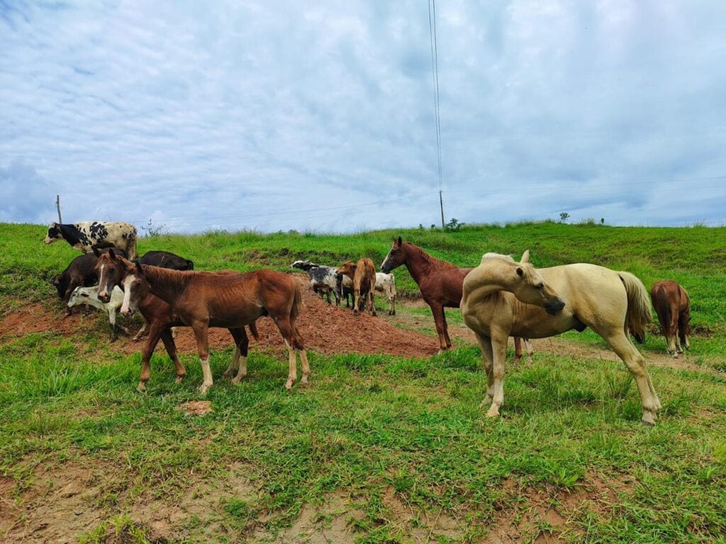 A Declaração de Rebanho ajuda a manter o controle sobre o número de animais nas propriedades rurais, garantindo a rastreabilidade e segurança no transporte de animais. Foto: cedida