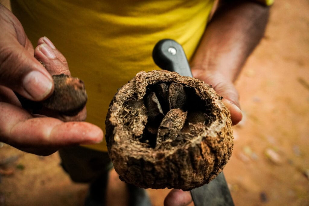 Produção da castanha é uma atividade econômica importante para muitas famílias, no Acre. Foto: Bruno Moraes/Sete