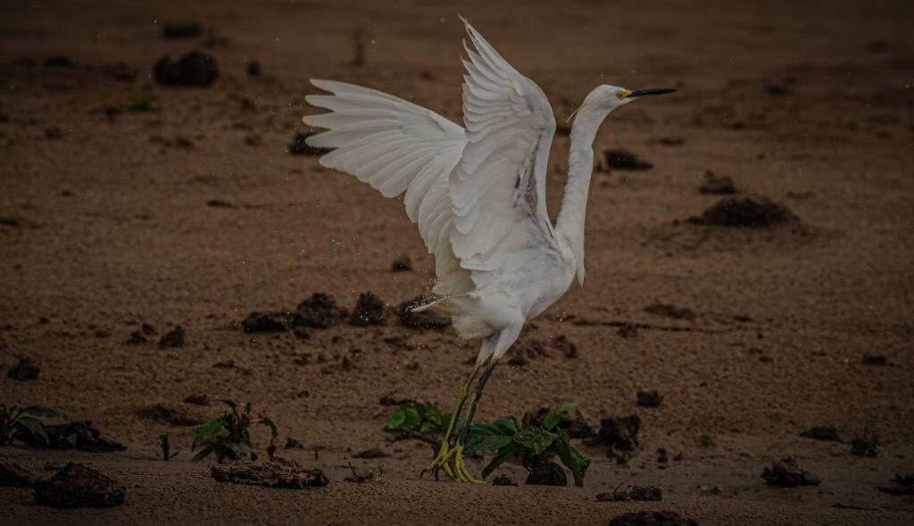 Imagens de muitas aves foram capturadas pelo fotógrafo. Foto: Cleiton Lopes/Secom