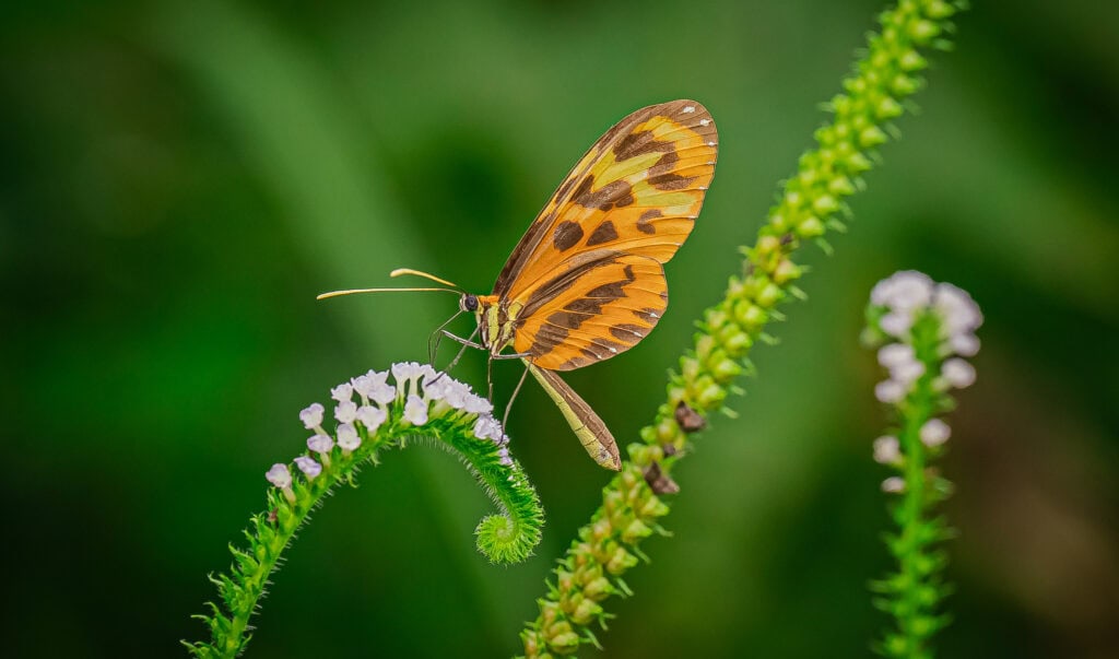 Imagens destacam cores vibrantes da fauna e flora amazônica. Foto: Cleiton Lopes/Secom