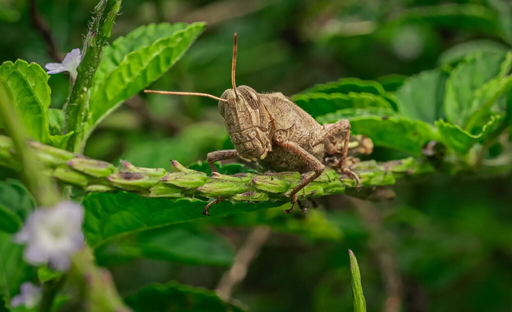 Fotografo capturou imagens detalhadas dos animais da floresta. Foto: Cleiton Lopes/Secom