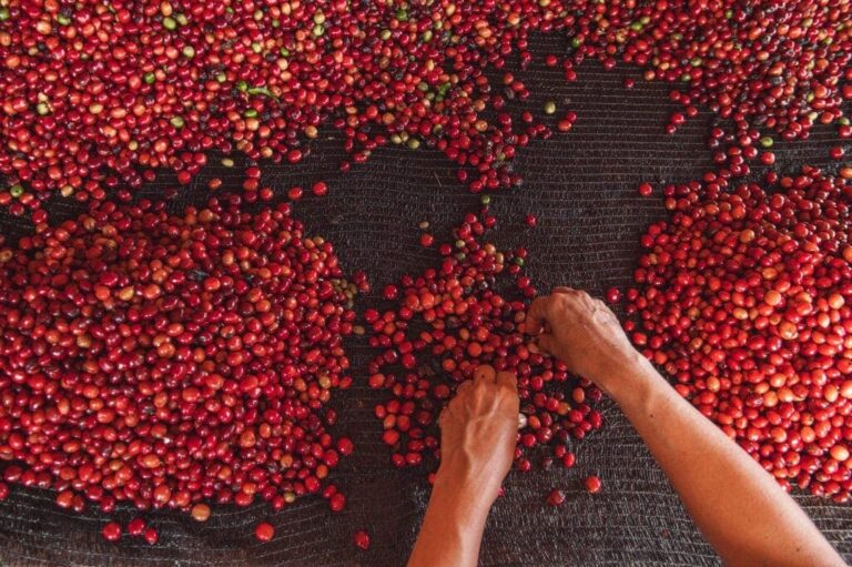 Produção de café dobra em um ano e safra total de grãos de novembro no Acre é estimada em mais de 187 mil toneladas