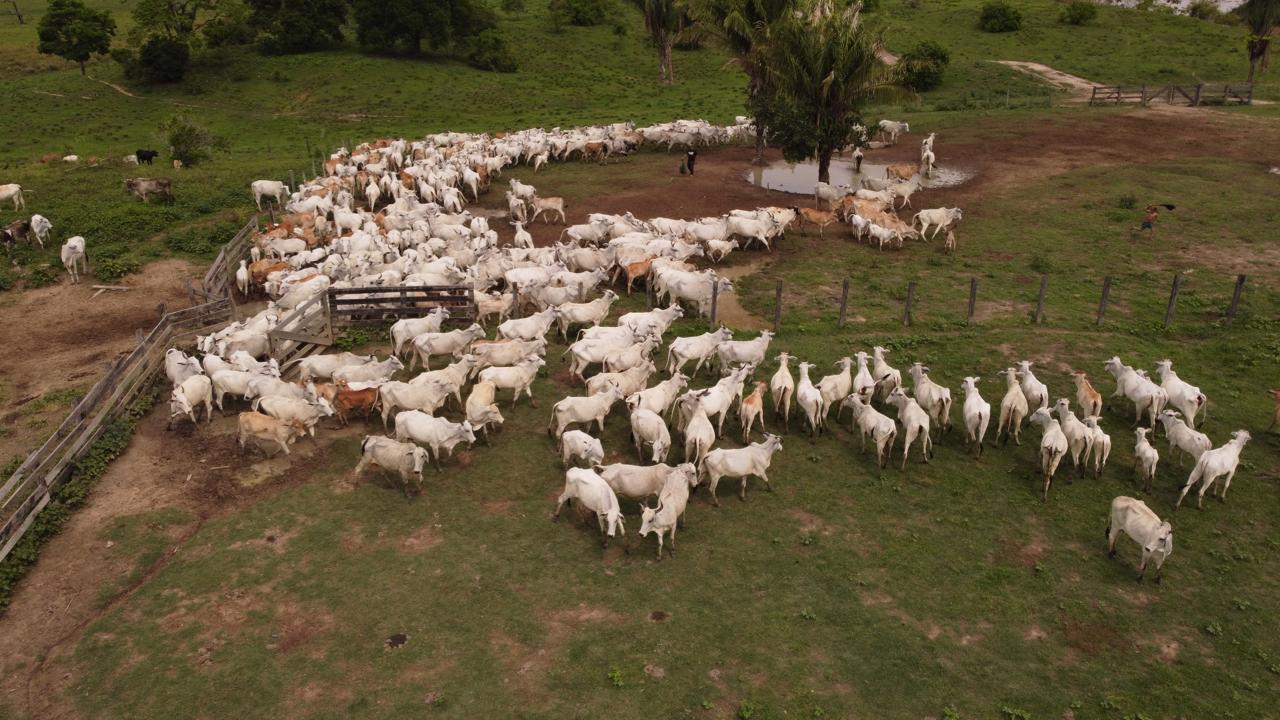 Por conta da tomada de decisões pertinentes pelo governo do Estado, entre elas medidas sanitárias, o papel do Idaf é imprescindível para o setor agropecuário. Foto: Fabiana Matos/Idaf