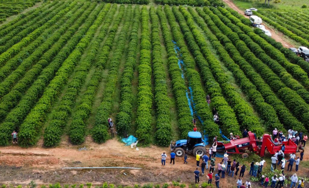 Café produzido na região amazônica é ambientalmente sustentável. Foto: Marcos Vicentti/Secom