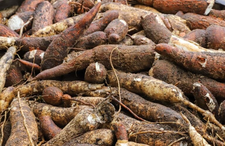 Com incentivos para o fortalecimento das cadeias produtivas, safra no Acre ultrapassou 186,9 toneladas em 2025