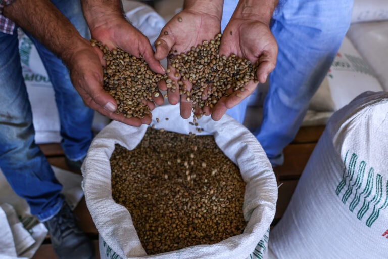 Fortalecimento da cafeicultura no Acre resulta em crescimento de mais de 390% no Valor Bruto da Produção do café