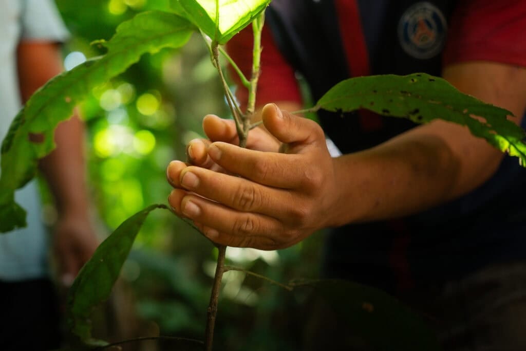 Da floresta, brota um recurso natural que vai movimentar a economia dentro das comunidade indígenas. Foto: Ingrid Kelly/Secom