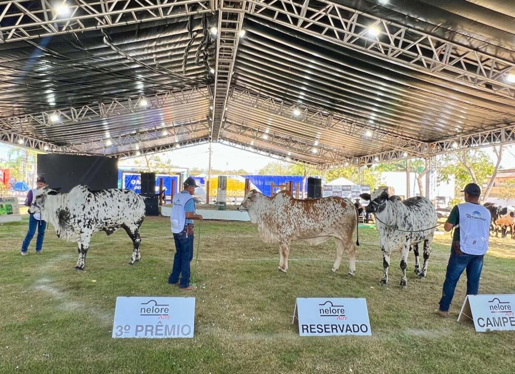 Animais com alto valor genético foram comercializados nos leilões. Foto: cedida