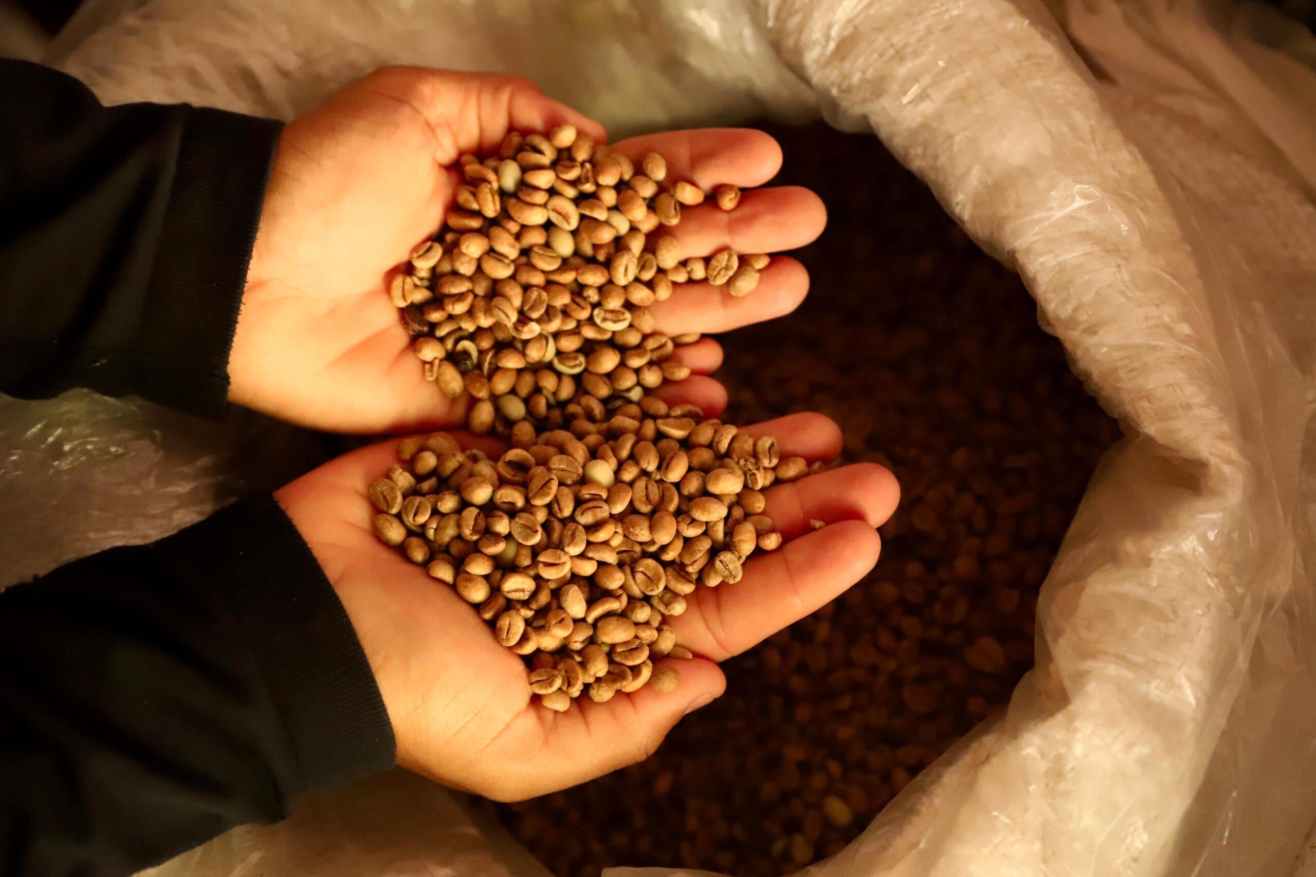 Café produzido no Acre vem ganhando reconhecimento nacional e internacional. Foto: Alice Leão/Secom