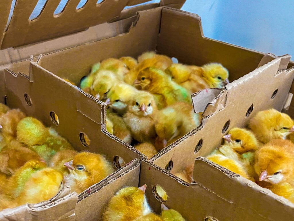 Pintinhos são comercializados abaixo do valor de mercado. Foto: Assessoria/Seagri