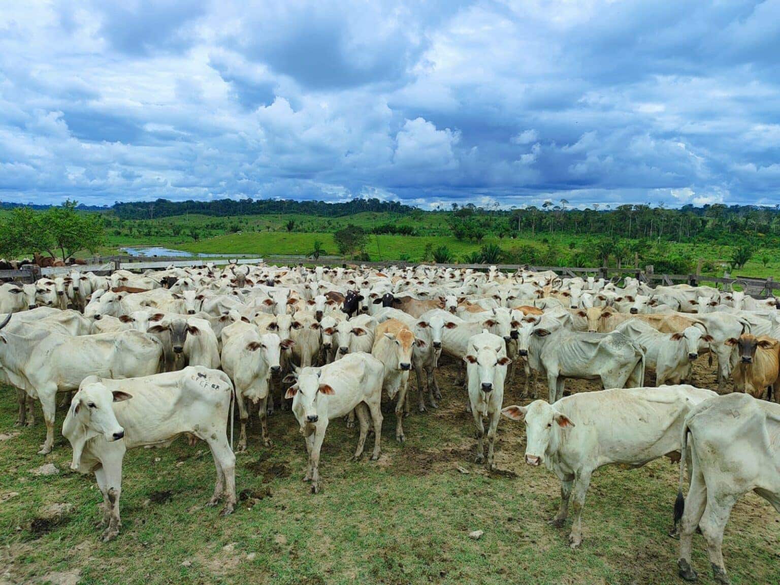 Idaf considerou ampliar a adesão dos produtores rurais e assegurar o cumprimento das metas estabelecidas pelo Instituto. Foto: Ascom/Idaf