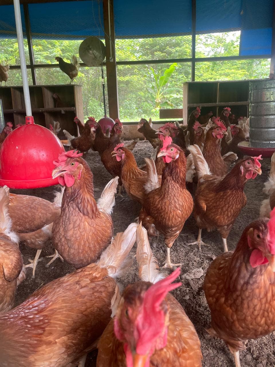 Declaração é fundamental para a sanidade e controle das doenças animais, a garantia do status sanitário do estado. Foto: Ascom/Idaf