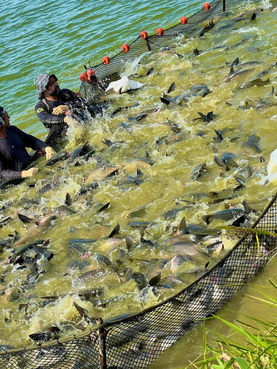 Declaração abrange espécies como bovinos, equinos, caprinos, ovinos, suínos, aves (comerciais e de subsistência), animais aquáticos, abelhas e outras espécies. Foto: Ascom/Idaf