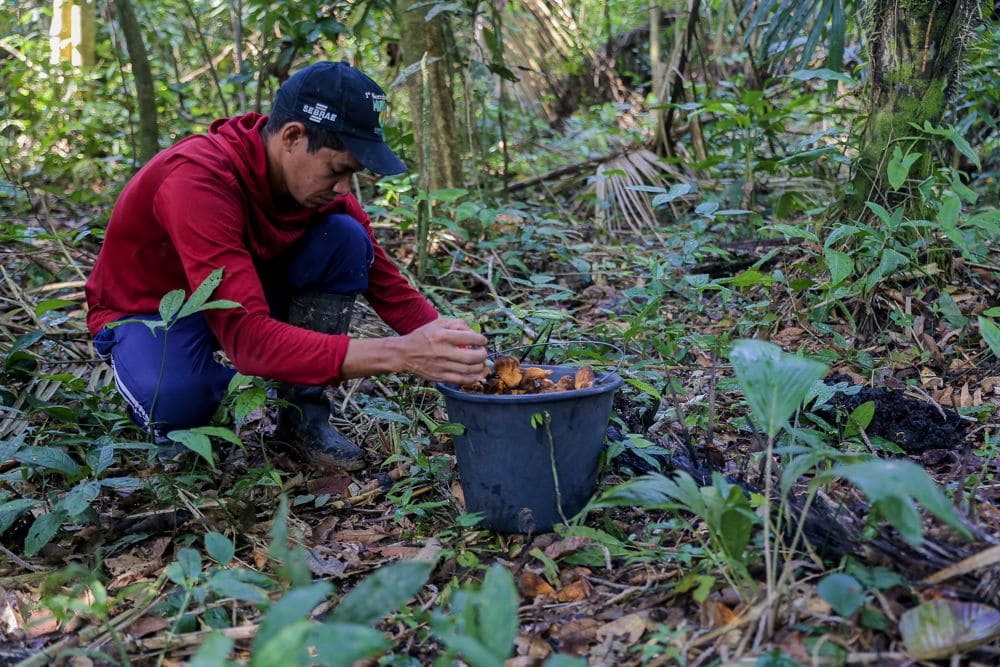 Práticas sustentáveis garantem aos produtores, extrativistas e seringueiros a geração de renda com os frutos da floresta. Foto: Acervo REM
