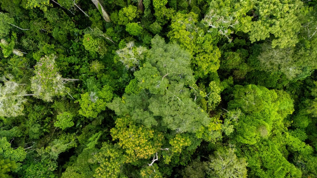 Acre registra queda histórica de 75% nos focos de queimadas e consolida avanços no combate aos ilícitos ambientais. Foto: Uêslei Araújo/Sema