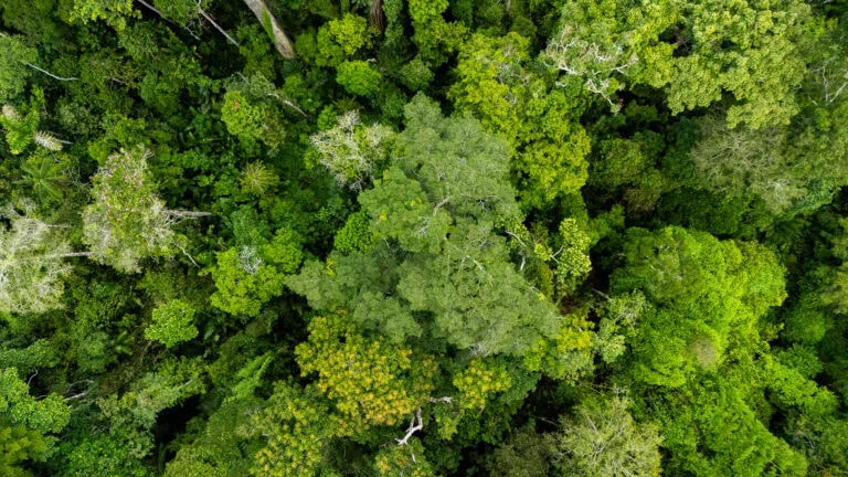 Acre registra redução histórica de 75% nos focos de queimadas e consolida avanços no combate aos ilícitos ambientais