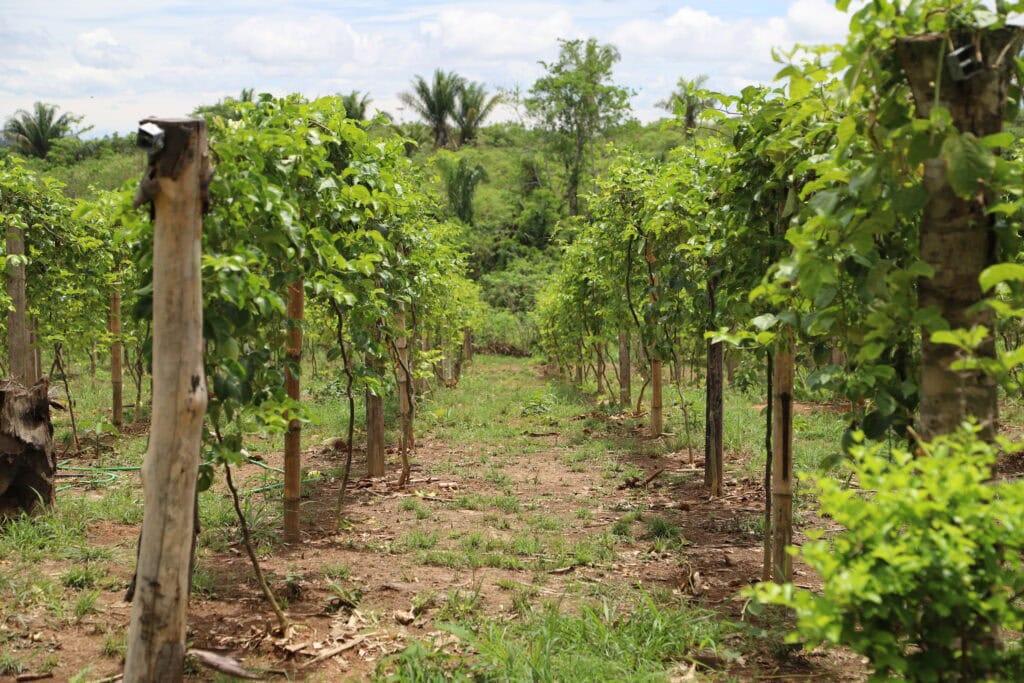 Projetos voltados para a agricultura e extrativismo buscam apoiar a produção sustentável e a geração de renda das comunidades. Foto: Ellem Jady/REM