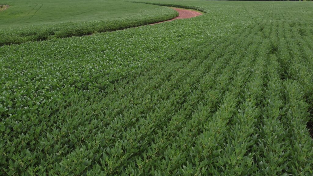 Levantamento das áreas plantadas permite ao Idaf executar ações de defesa fitossanitária. Foto: Fabiana Matos/Idaf